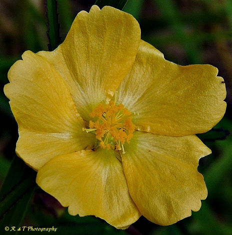 {Sida elliottii}